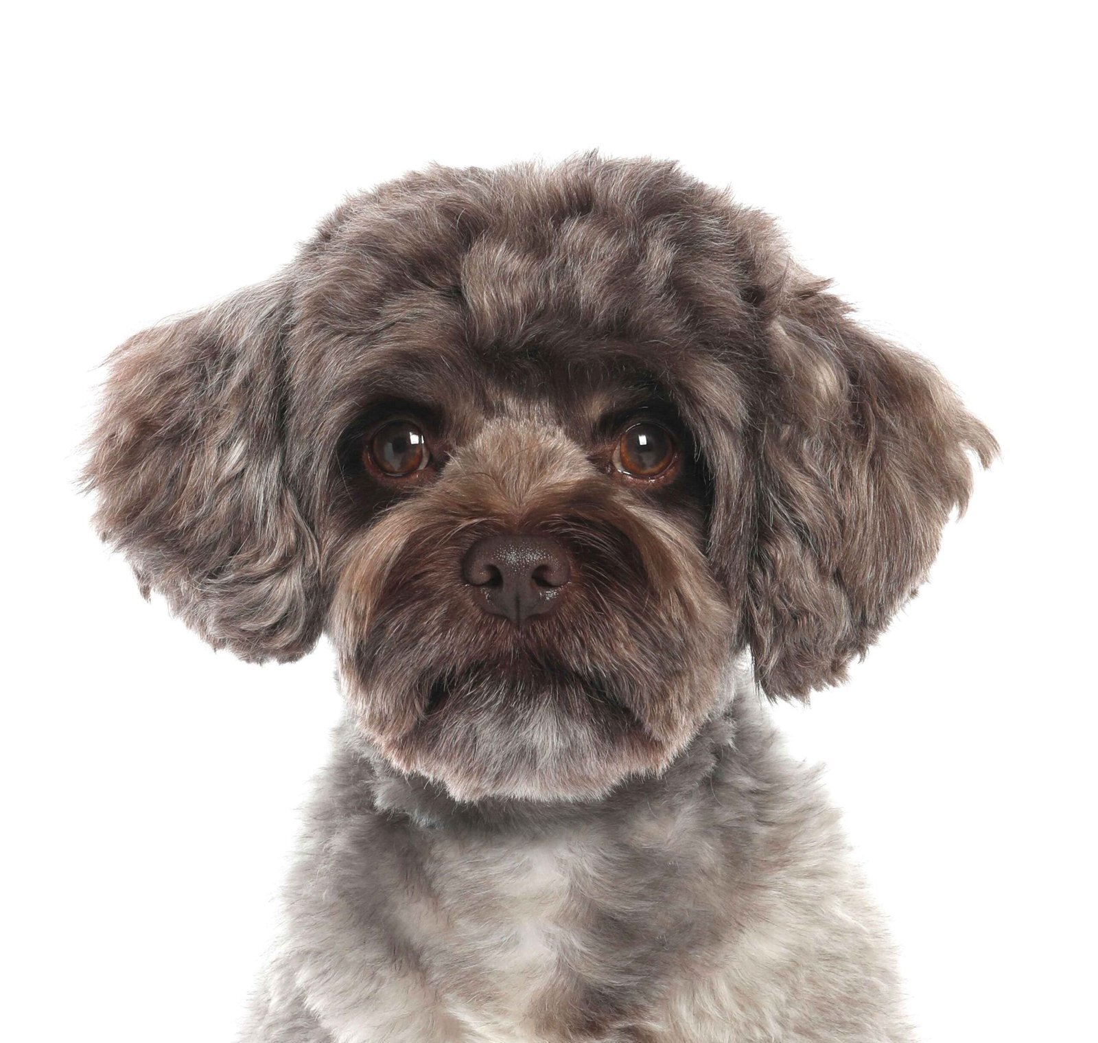 cute-maltipoo-dog-before-and-after-hair-care-on-wh-2025-12-31-18-33-03-utc_11zon2-scaled (1)